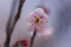 仲春　梅
