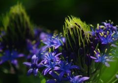 清涼　花の名？