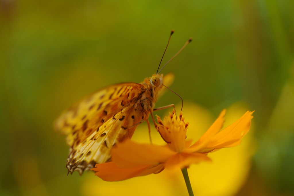 ヒョウモンチョウ　Ⅱ