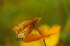 ヒョウモンチョウ　Ⅱ