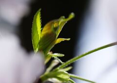 ソメイヨシノ若芽