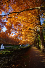 OLD LENS 相模原公園