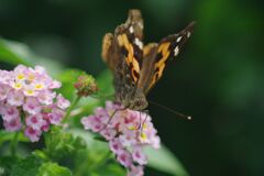 季夏　ツマグロヒョウモン