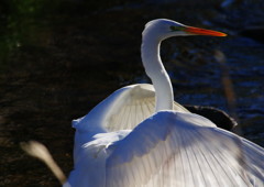 野鳥を探して　ダイサギ　Ⅱ