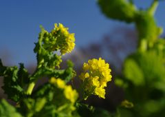 初春　菜の花