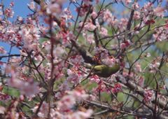 春燐　メジロ