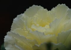 万物寒　葉牡丹