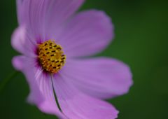 路傍　コスモス