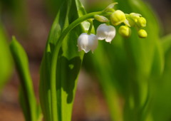 中春　スズラン