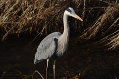 野鳥を追って　アオサギ