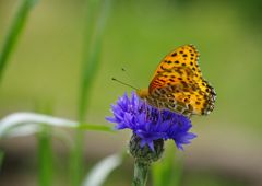 中春　ツマグロヒョウモン