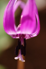 春を探して　カタクリ Ⅳ