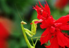 蝉鳴く　カマキリ