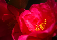 山茶花　Ⅱ