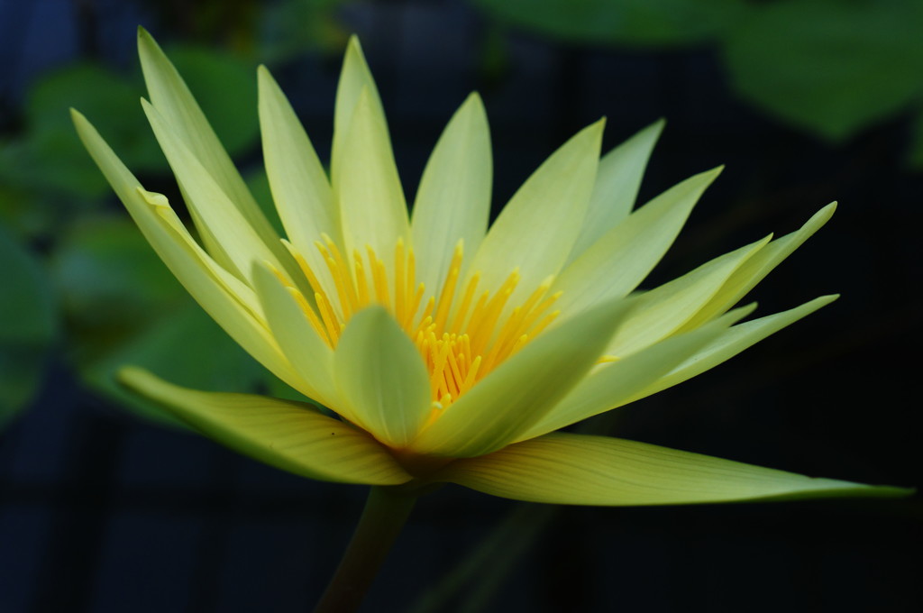 夏の花　睡蓮