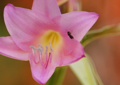 夏を探して　アマクリナム　Ⅱ