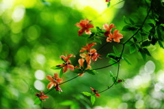 向暑　ヤマツツジ