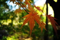 千秋楽　モミジ　Ⅱ