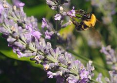 蝉時雨　クマバチ　Ⅱ