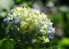 向暑　アジサイ　Ⅱ