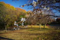 OLD LENS  相模原公園　Ⅱ