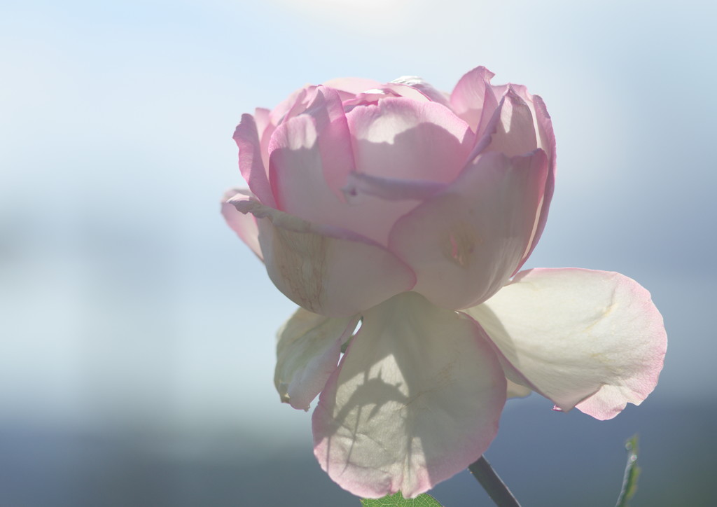 千秋楽　バラ　Ⅱ