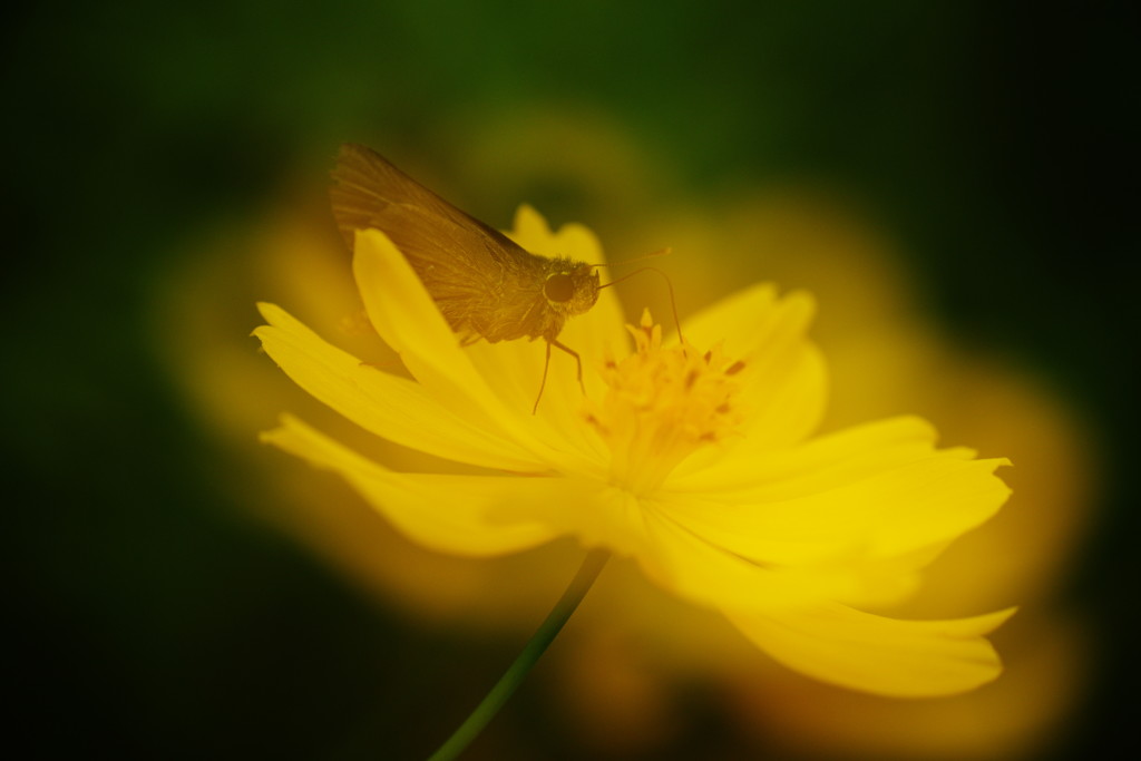 花と虫達　セセリチョウ