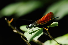 花と虫達　カワトンボ　Ⅱ