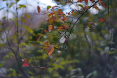 OLD LENS  秋の名残
