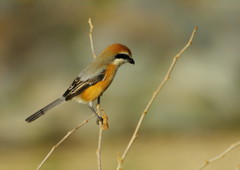 野鳥を探して　モズ