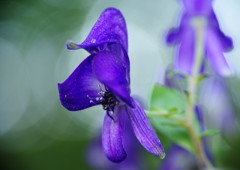 初秋　ツクバトリカブト