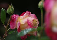 雨上がりの薔薇