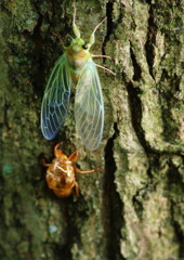 虫達を追って　ツクツクボウシ？