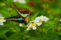 行秋　アオスジアゲハ　Ⅱ