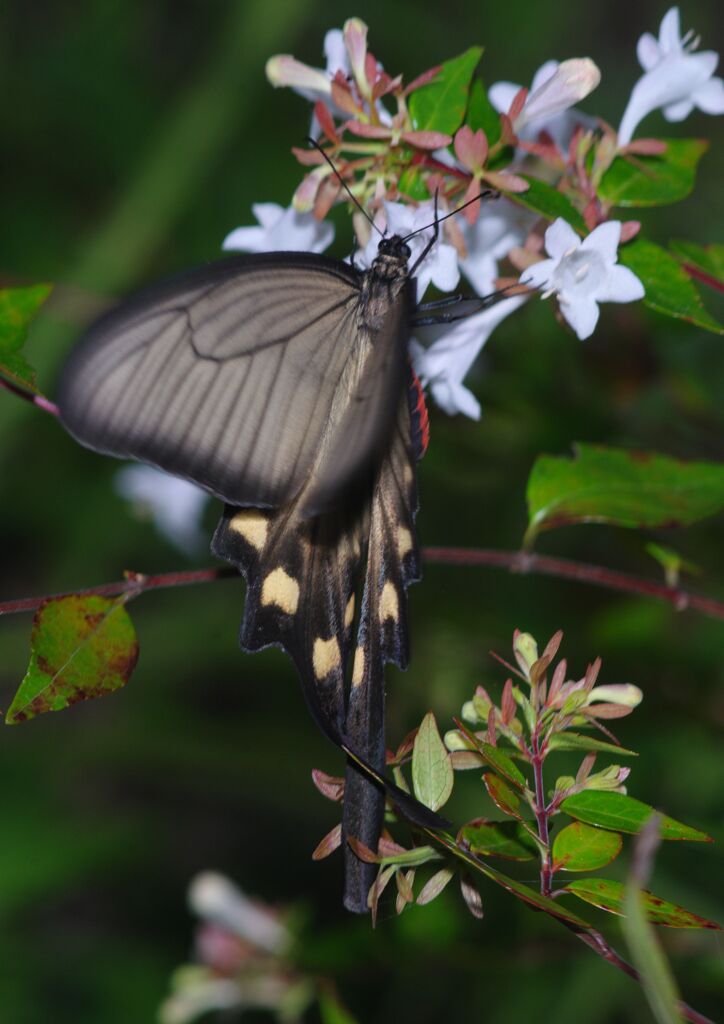 行秋　ジャコウアゲハ？