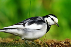 野鳥を探して　ハクセイレイ