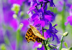 虫達を追って　ヒョウモンチョウ