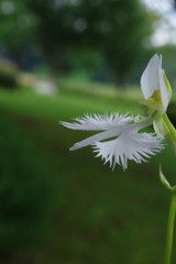 季夏　サギソウ