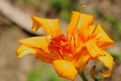 初夏　ヤブカンゾウ