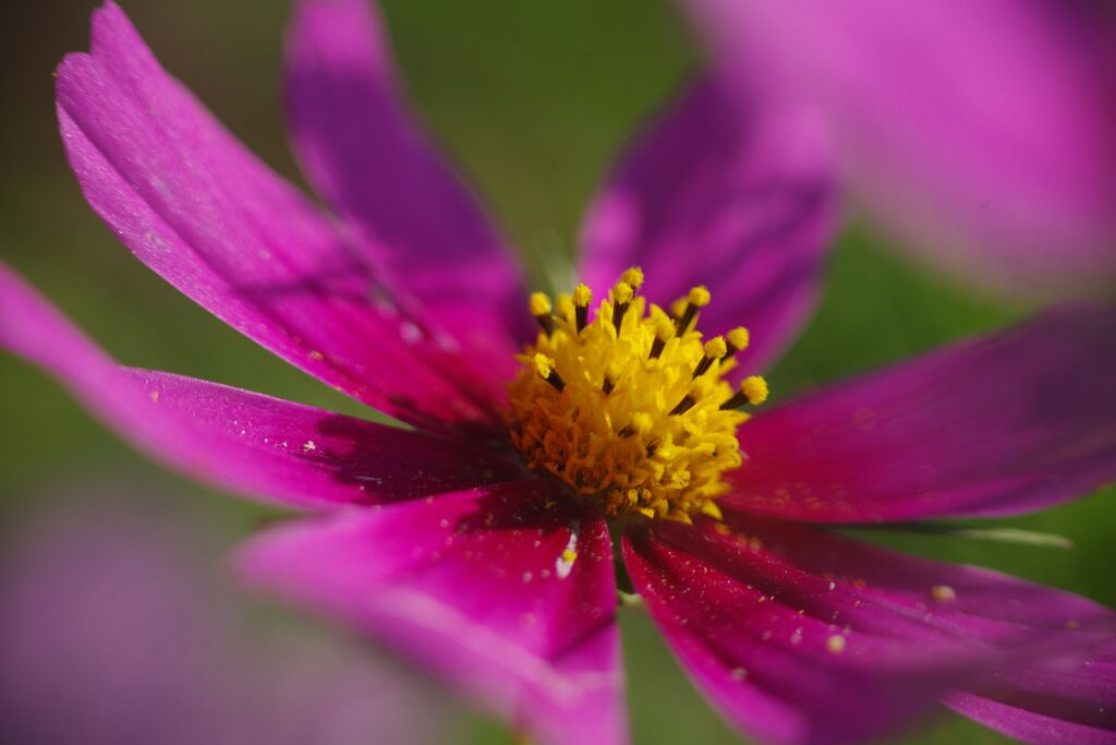 行秋　コスモス　Ⅱ