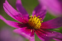 行秋　コスモス　Ⅱ