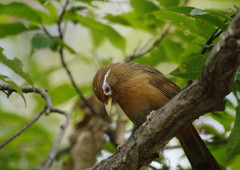 野鳥を探して　ツグミの仲間　？　Ⅱ