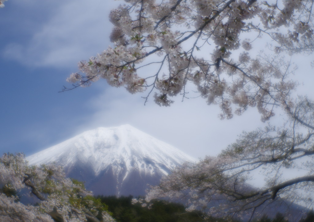 春色　桜　Ⅱ