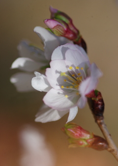 冬桜