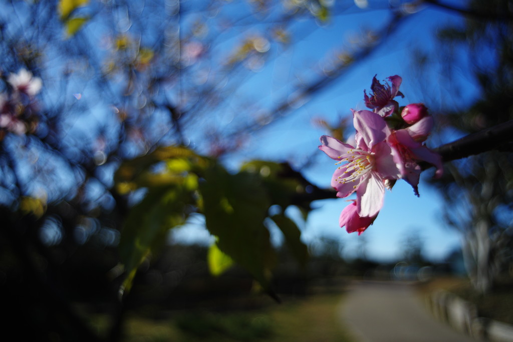 OLD LENS  冬桜