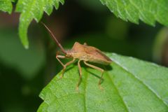 初夏　カメムシ