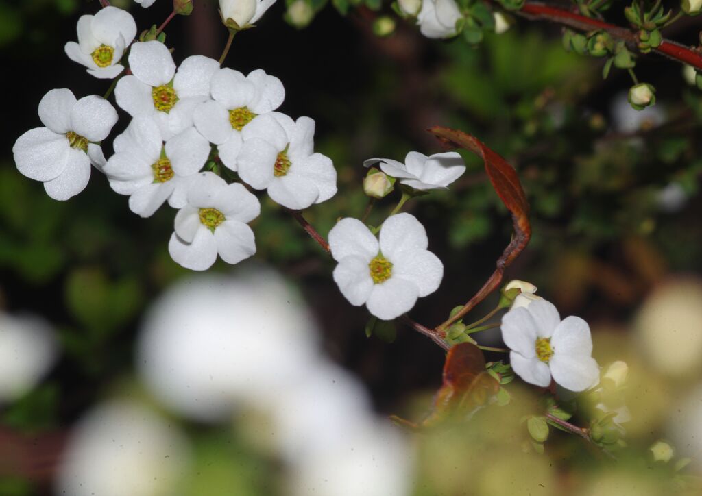 仲春　ユキヤナギ