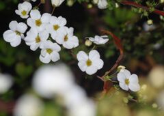 仲春　ユキヤナギ