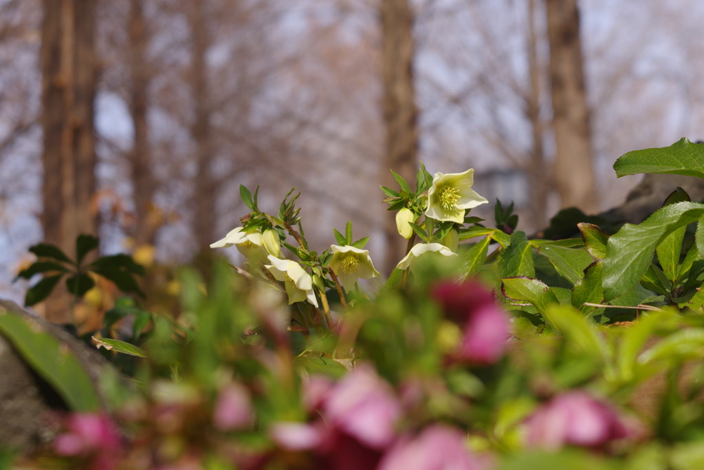 仲春　クリスマスローズ　Ⅱ