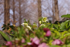 仲春　クリスマスローズ　Ⅱ